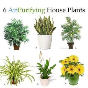 Purifying House Plants